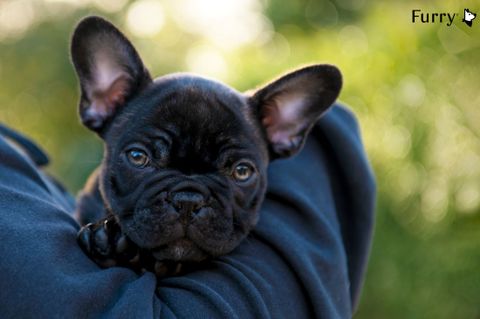 Bringing Home a New Puppy: Essential Pet Accessories for a Great Start