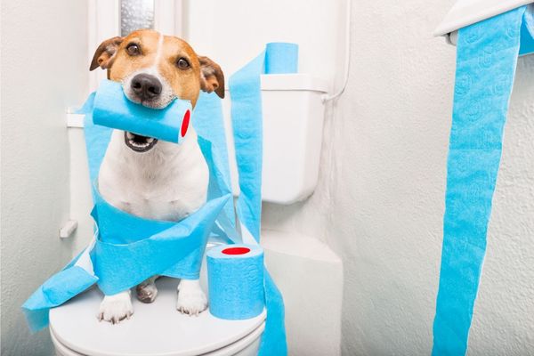 How To Potty Train Your Dog Or Puppy: Simple Tips For You