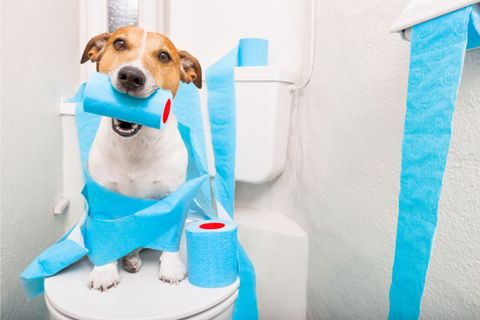 How To Potty Train Your Dog Or Puppy: Simple Tips For You