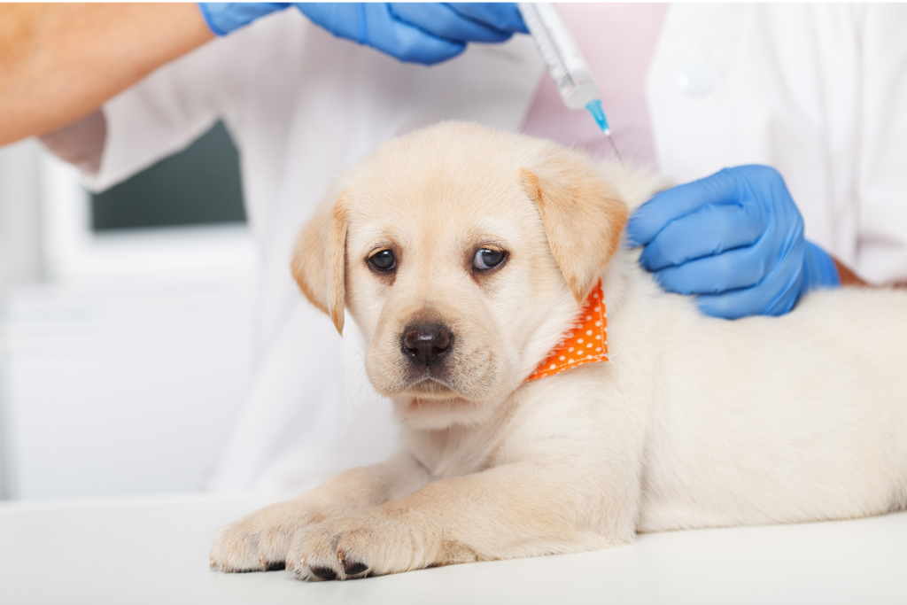 Puppy Vaccinations - What Does Your Furry Friend Need?