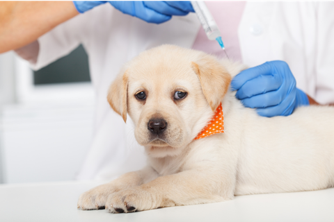 Puppy Vaccinations - What Does Your Furry Friend Need?