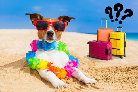 Top 5 Dog Accessories for Your Summer Vacation: Pack for Paw-fect Adventures