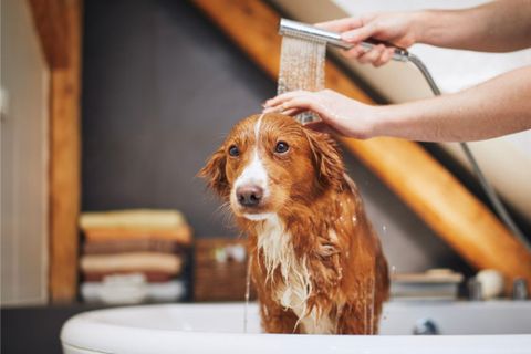 How to Bathe a Dog That's Scared of Water