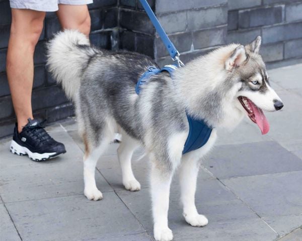 How to Train a Dog to Walk on Leash Without Pulling Furry