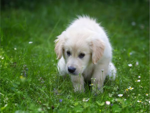 how to potty train your dog