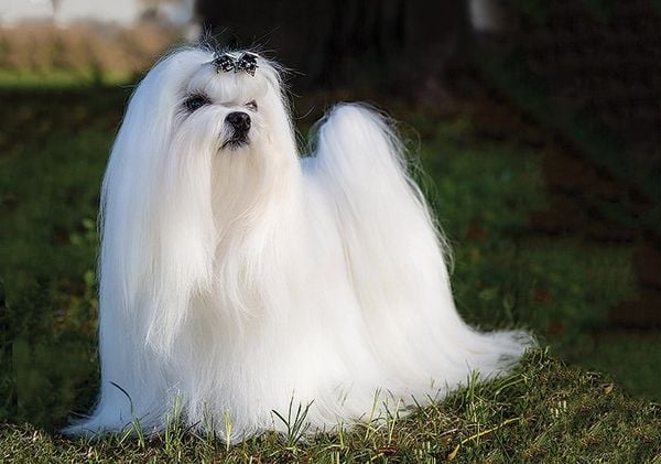 Top 10 Longest-Living Dog Breeds