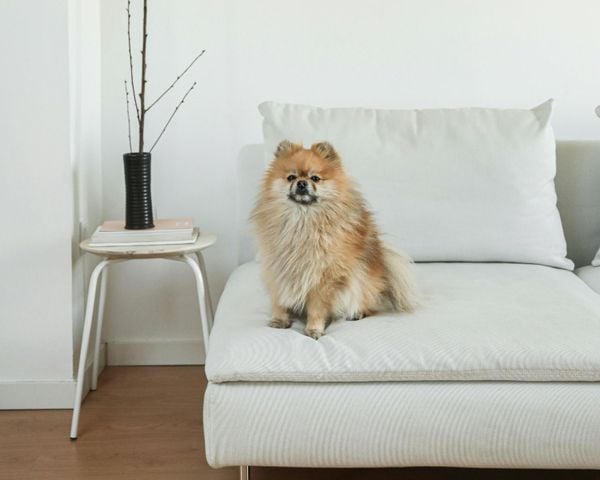 dog breeds for apartment living