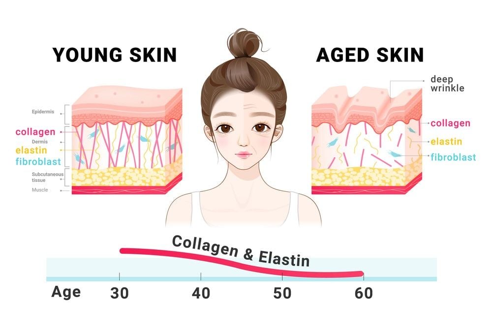 Sự sụt giảm collagen và elastin gây lão hoá da