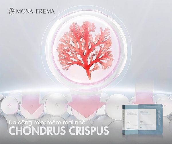 DA CĂNG MỊN, MỀM MẠI NHỜ CHONDRUS CRISPUS
