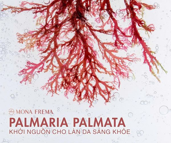 PALMARIA PALMATA - KHỞI NGUỒN CHO LÀN DA SÁNG KHỎE