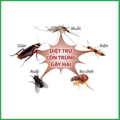 Tự làm dung dịch xịt côn trùng: kiến, muỗi, mối tại nhà.