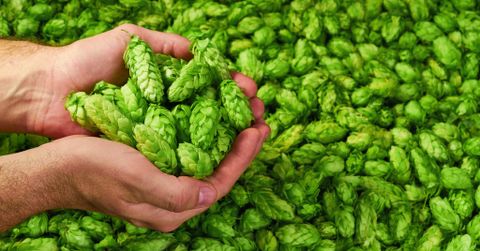 The Untold Story of Hops