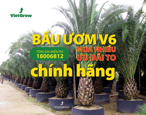 Hình ảnh sử dụng Bầu ươm V6