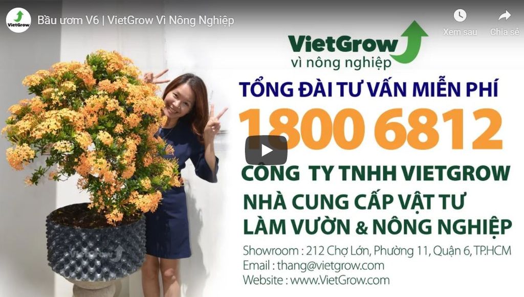 Bầu ươm V6 là gì ?