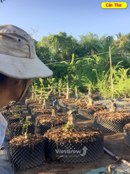 Hình ảnh sử dụng bầu ươm tại Cần Thơ