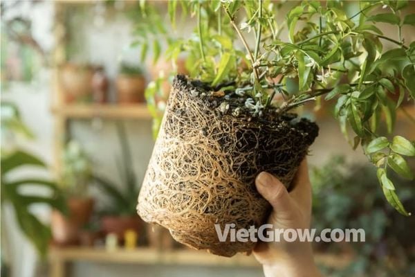 MẸO CHỌN MUA CÂY KHOẺ TRỒNG TRONG VƯỜN