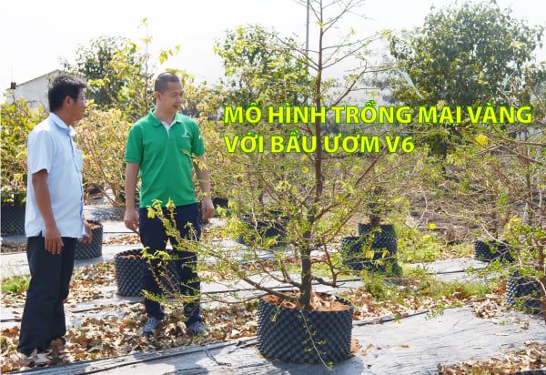 HTV ĐƯA TIN HIỆU QUẢ SỬ DỤNG BẦU ƯƠM V6