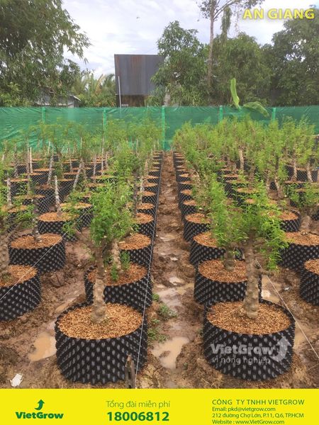 Hình ảnh sử dụng bầu ươm tại An Giang
