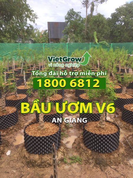 Hình ảnh sử dụng bầu ươm tại An Giang