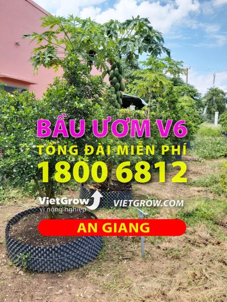 Hình ảnh sử dụng bầu ươm tại An Giang