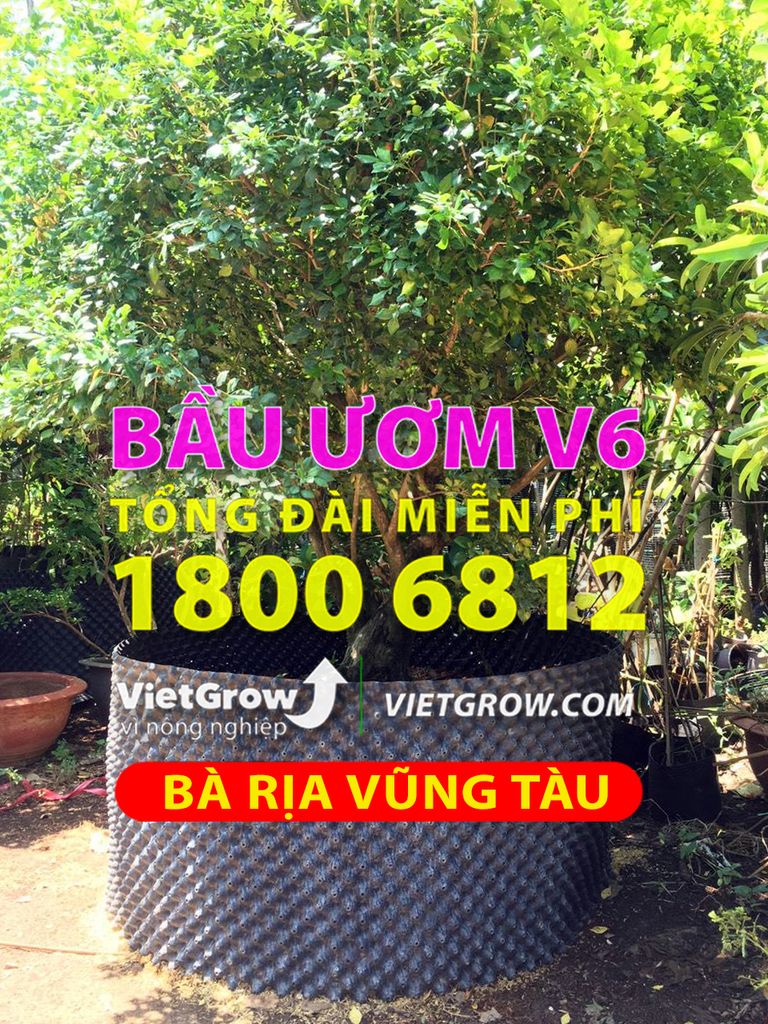 Hình ảnh sử dụng bầu ươm tại Bà Rịa Vũng Tàu