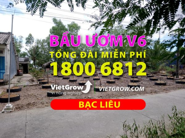 Hình ảnh sử dụng bầu ươm tại Bạc Liêu
