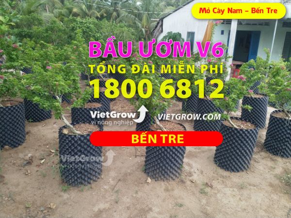 Hình ảnh sử dụng bầu ươm tại Bến Tre