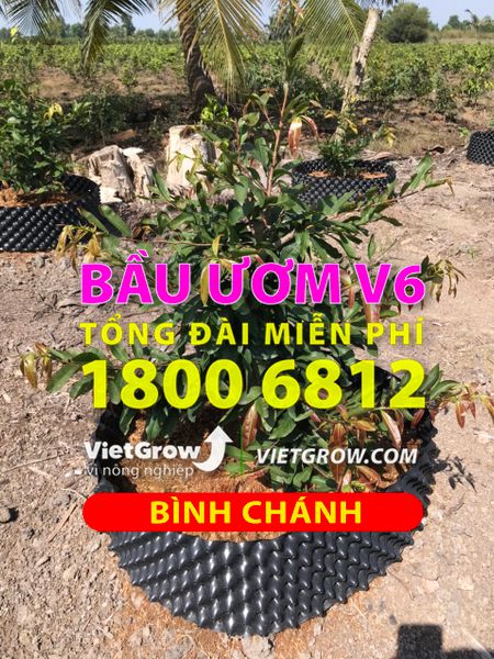 Hình ảnh sử dụng bầu ươm tại Bình Chánh