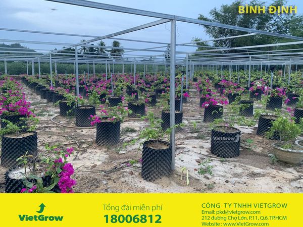 Hình ảnh sử dụng bầu ươm tại Bình Định