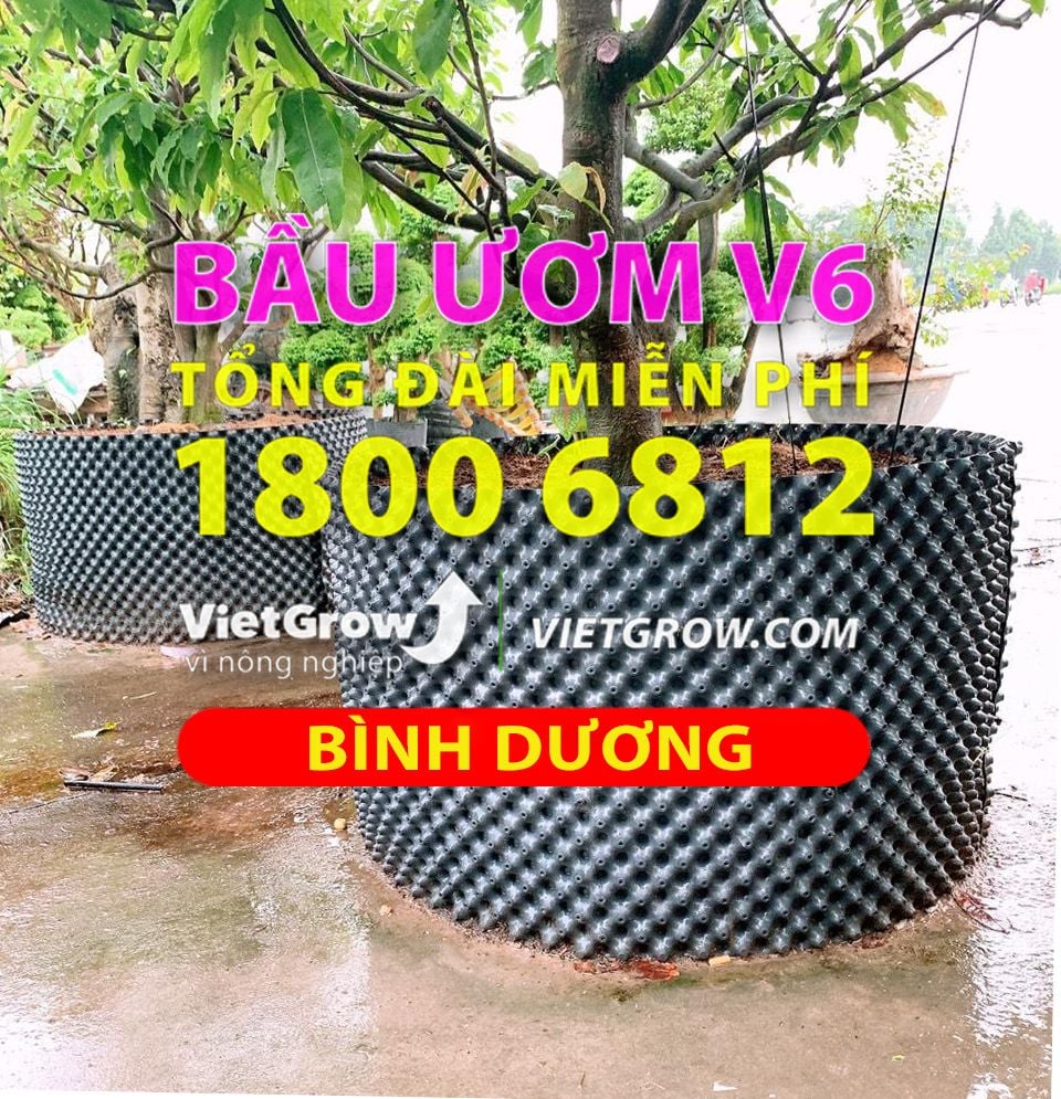 Hình ảnh sử dụng bầu ươm tại Bình Dương