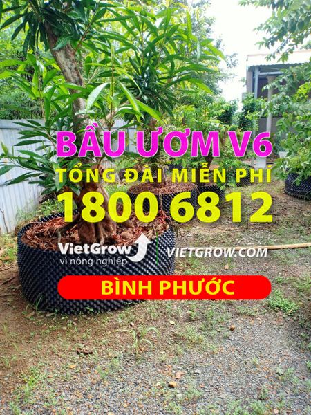 Hình ảnh sử dụng bầu ươm tại Bình Phước