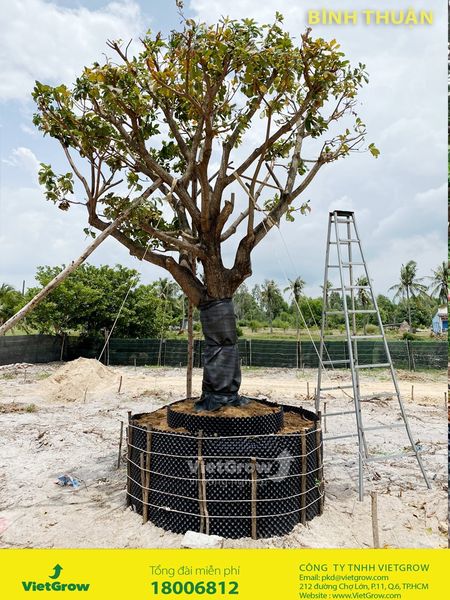 Hình ảnh sử dụng bầu ươm tại Bình Thuận