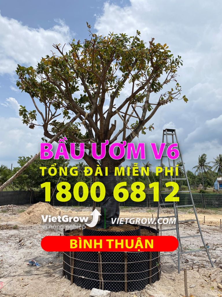 Hình ảnh sử dụng bầu ươm tại Bình Thuận