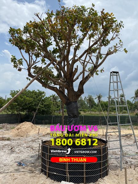 Hình ảnh sử dụng bầu ươm tại Bình Thuận