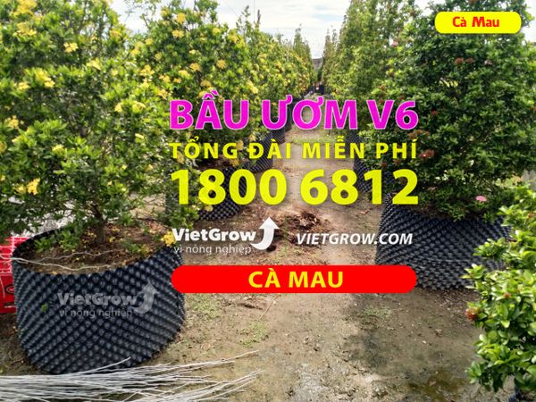 Hình ảnh sử dụng bầu ươm tại Cà Mau