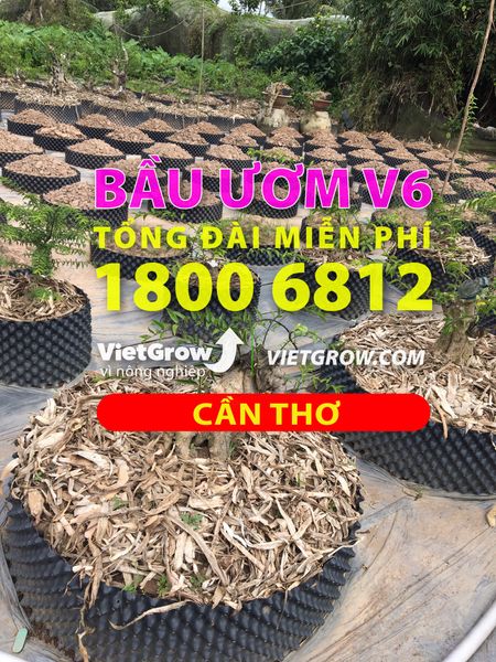 Hình ảnh sử dụng bầu ươm tại Cần Thơ