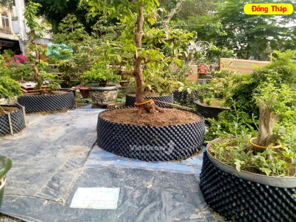 Hình ảnh sử dụng bầu ươm tại Đồng Tháp
