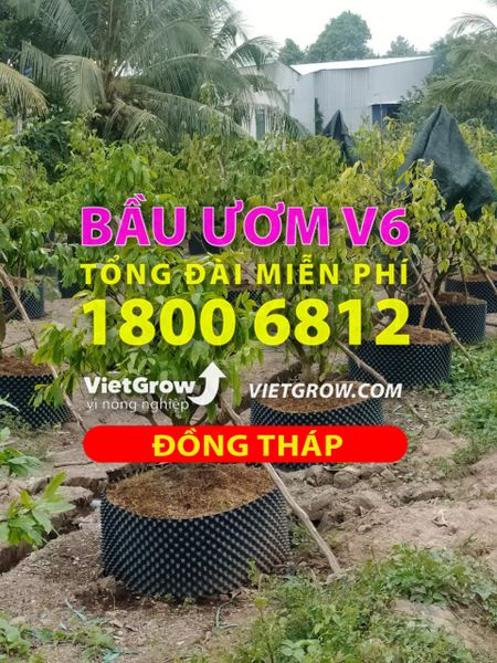 Hình ảnh sử dụng bầu ươm tại Đồng Tháp