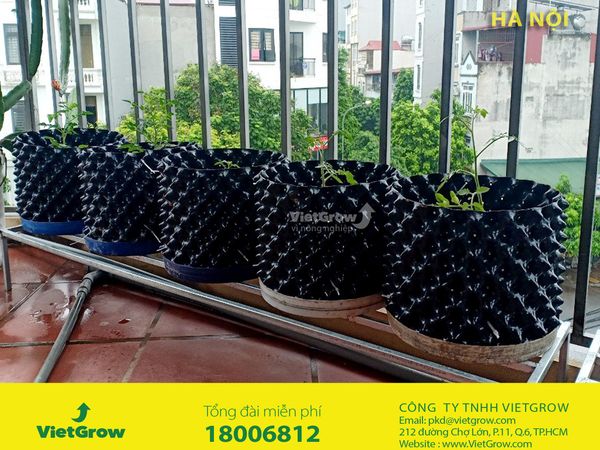 Hình ảnh sử dụng bầu ươm tại Hà Nội