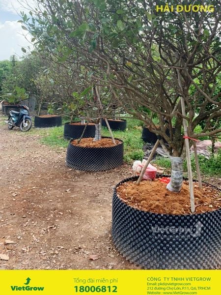 Hình ảnh sử dụng bầu ươm tại Hải Dương