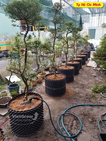 Hình ảnh sử dụng bầu ươm tại Tp.Hồ Chí Minh