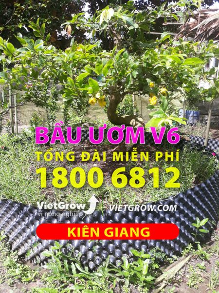 Hình ảnh sử dụng bầu ươm tại Kiên Giang