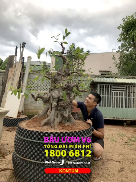 Hình ảnh sử dụng bầu ươm tại Kontum