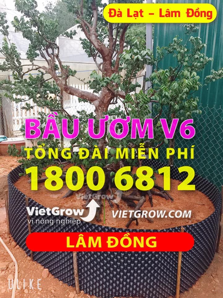 Hình ảnh sử dụng bầu ươm tại Lâm Đồng