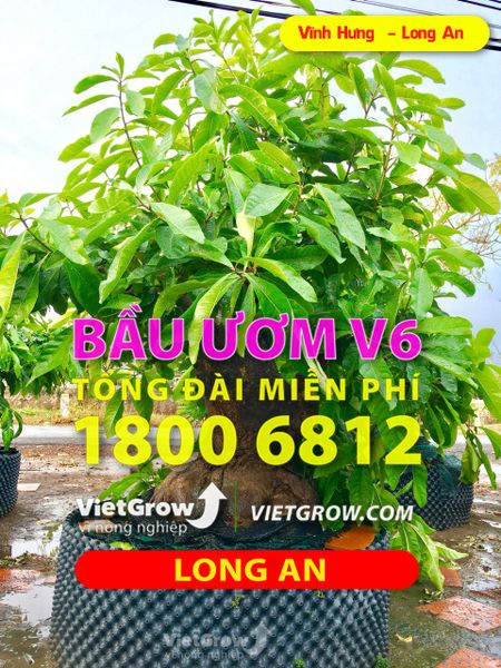 Hình ảnh sử dụng bầu ươm tại Vĩnh Hưng - Long An