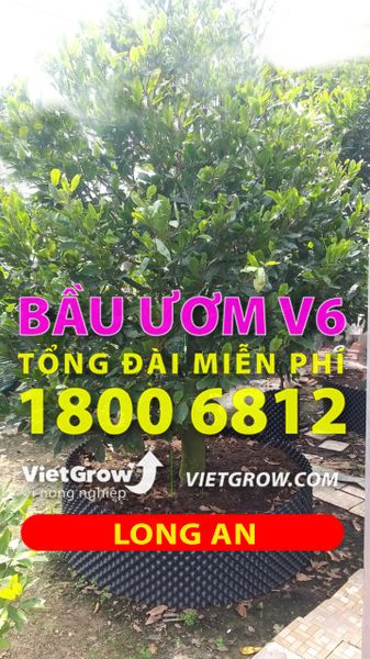 Hình ảnh sử dụng bầu ươm tại Long An