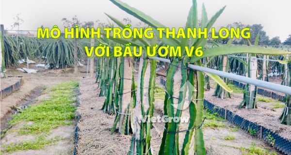 MÔ HÌNH TRỒNG THANH LONG VỚI BẦU ƯƠM V6