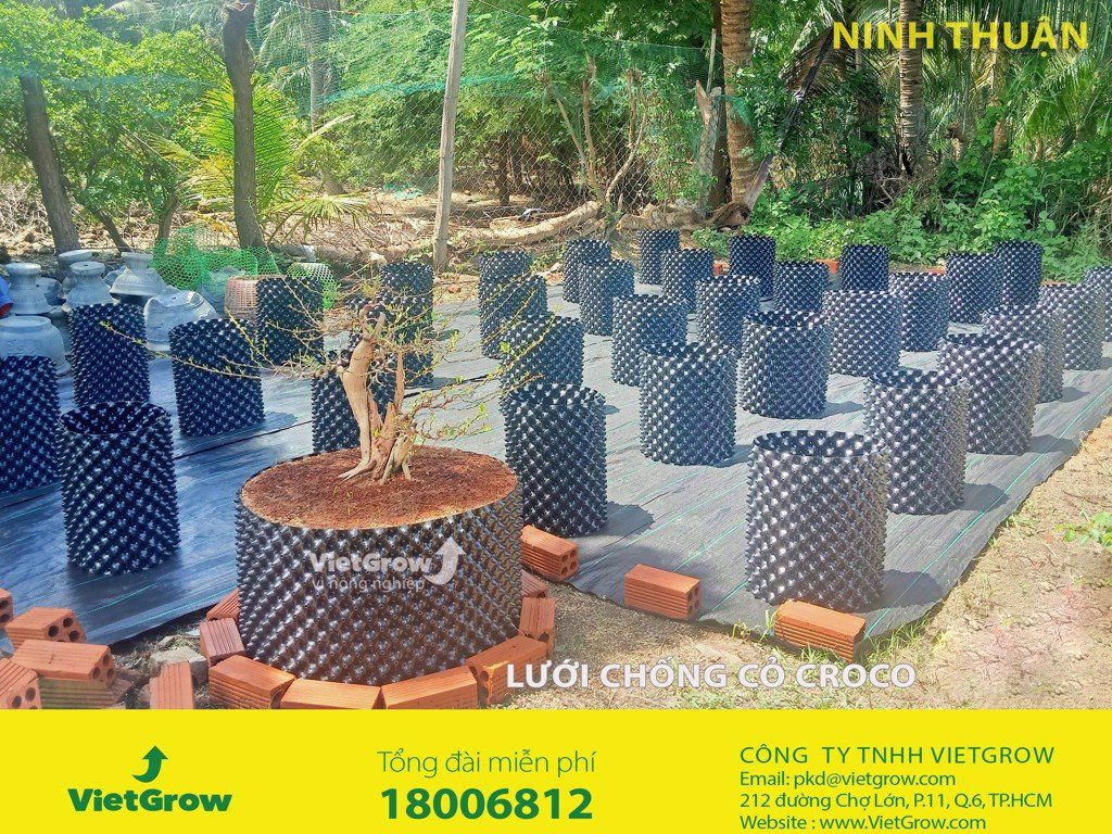 Hình ảnh sử dụng bầu ươm tại Ninh Thuận