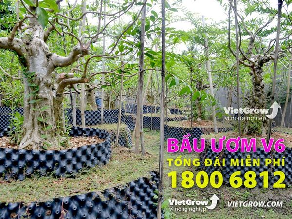 Bầu ươm V6 phiên bản dành riêng cho thế giới Bonsai