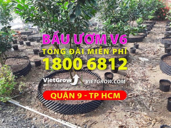 Hình ảnh sử dụng bầu ươm tại Quận 9 - Tp.HCM